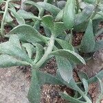 Senecio decaryi Hoja