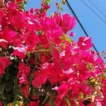 Bougainvillea spectabilisFlor