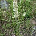 Monarda citriodoraFlower