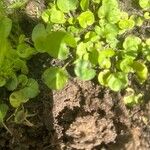 Dichondra carolinensis Feuille