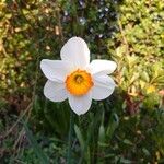 Narcissus × medioluteus Blomma