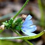 Cichorium endivia Hoja