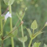 Lindernia dubia Flower