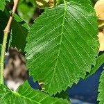 Ulmus laevis Blatt