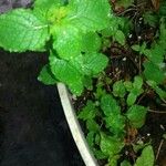 Mentha × rotundifolia Лист