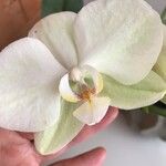 Phalaenopsis spp.Other