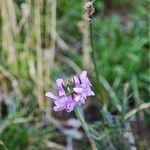 Scabiosa canescens Blüte