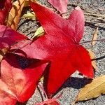 Liquidambar styracifluaBlad