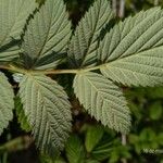 Rubus niveus Folha