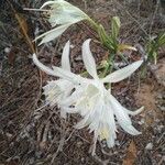 Pancratium maritimum Květ