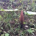 Gunnera insignis Habit