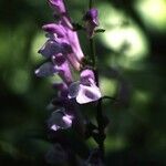 Scutellaria integrifolia Συνήθη χαρακτηριστικά