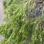 Plocama pendula Leaf