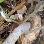 Tapinanthus dependens Corteza