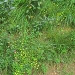 Seseli peucedanoides Hoja