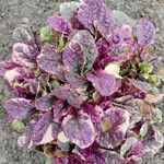 Ajuga reptansLeaf