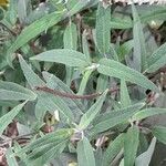 Salvia leucantha Feuille