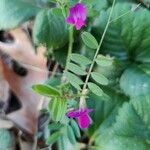 Vicia sativaFulla