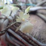 Rhipidoglossum pulchellum Flower