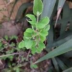 Cotoneaster nummularius Hoja