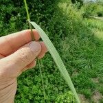 Agrostis gigantea برگ