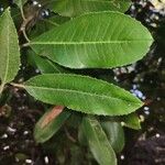 Photinia arbutifolia Lehti