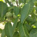 Juglans regiaপাতা