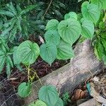 Dioscorea villosa 葉