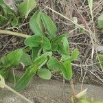 Kalanchoe densiflora Fuelha