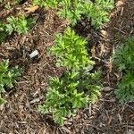 Artemisia princeps Листок