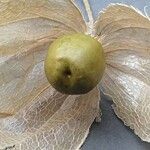 Physalis pubescens Frucht