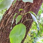 Syringa reticulata Leaf