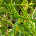 Genista tinctoria List