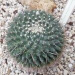 Mammillaria magnimamma ഇല