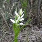 Cephalanthera longifolia Flor