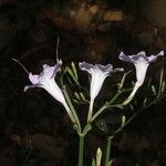Ruellia stemonacanthoides Bloem