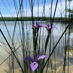 Iris versicolor Flor