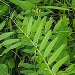 Galega officinalis पत्ता