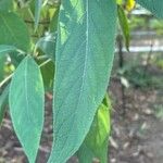 Hydrangea aspera Leaf