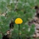 Cotula hispida Flor