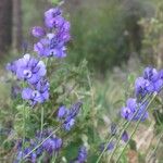 Polygala microphylla Fiore