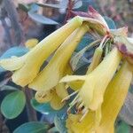 Rhododendron brassii Flower