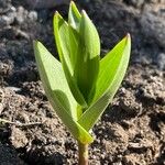 Fritillaria camschatcensis Feuille