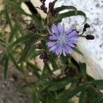 Lactuca sibirica Fleur