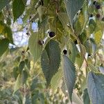 Celtis australisYaprak