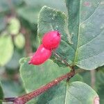 Lonicera canadensis Fruit