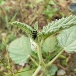 Althaea officinalisLeaf