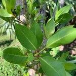 Ilex cassine Blatt