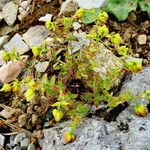 Hypericum cerastoides Natur