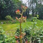 Scrophularia auriculata Lorea